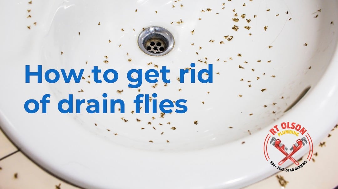 How To Get Rid Of Drain Flies