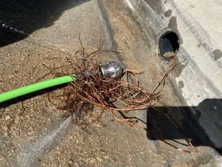 hydro-jet roots from landscape